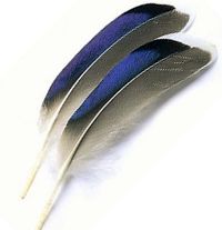 Wing Quills - Other per pair.