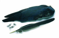 Crow Whole Wings
