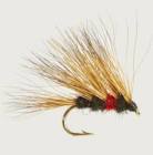 Sedgehog Bibio