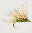 Sedgehog Olive