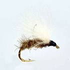 Sedge White