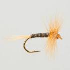 Ginger Quill