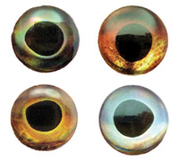 Fish Skull Living Eyes.