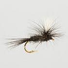Black Gnat