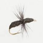 Ant Black