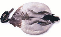 Mallard Duck Complete Skin