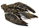 Other Feathers