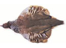 Partridge