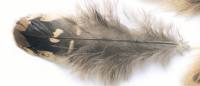 Hen Shoulder Feathers 2g