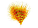Turkey Marabou, Biots