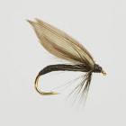 Black Gnat