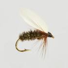 Coachman
