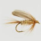 Gold Ribbed Hares Ear